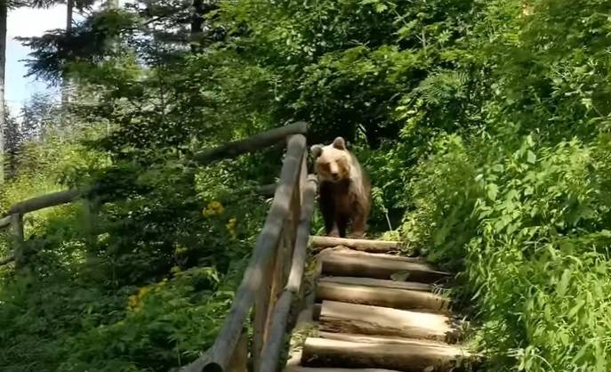 Niedźwiedź na szlaku na Nosal w Tatrach, fot. kadr z nagrania